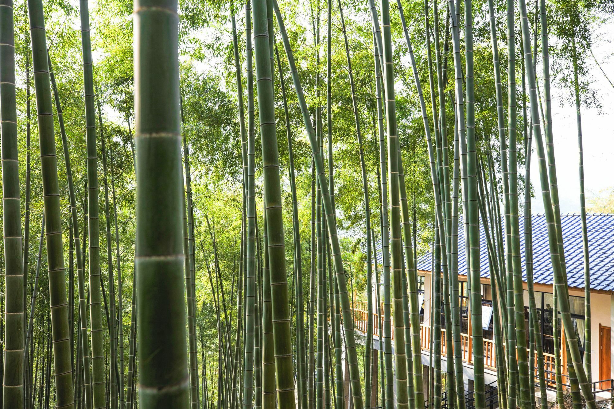 Moganshan Yinhuawu Resort ภายนอก รูปภาพ